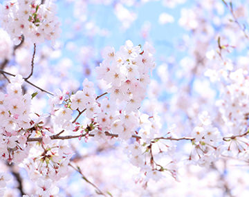 春のコーディネートに欠かせない、エレガントな桜色ジュエリー10選